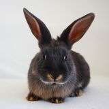 Abbildng: Platzhalter