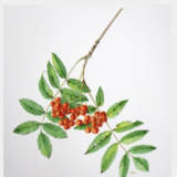 Abbildng: Platzhalter